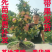 苹果树苗盆栽地栽嫁接苹果树苗红富士烟富苹果苗嫁接苹果树苗