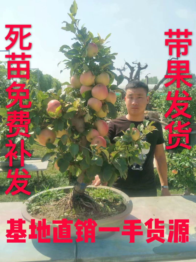 苹果树苗盆栽地栽嫁接苹果树苗红富士烟富苹果苗嫁接苹果树苗