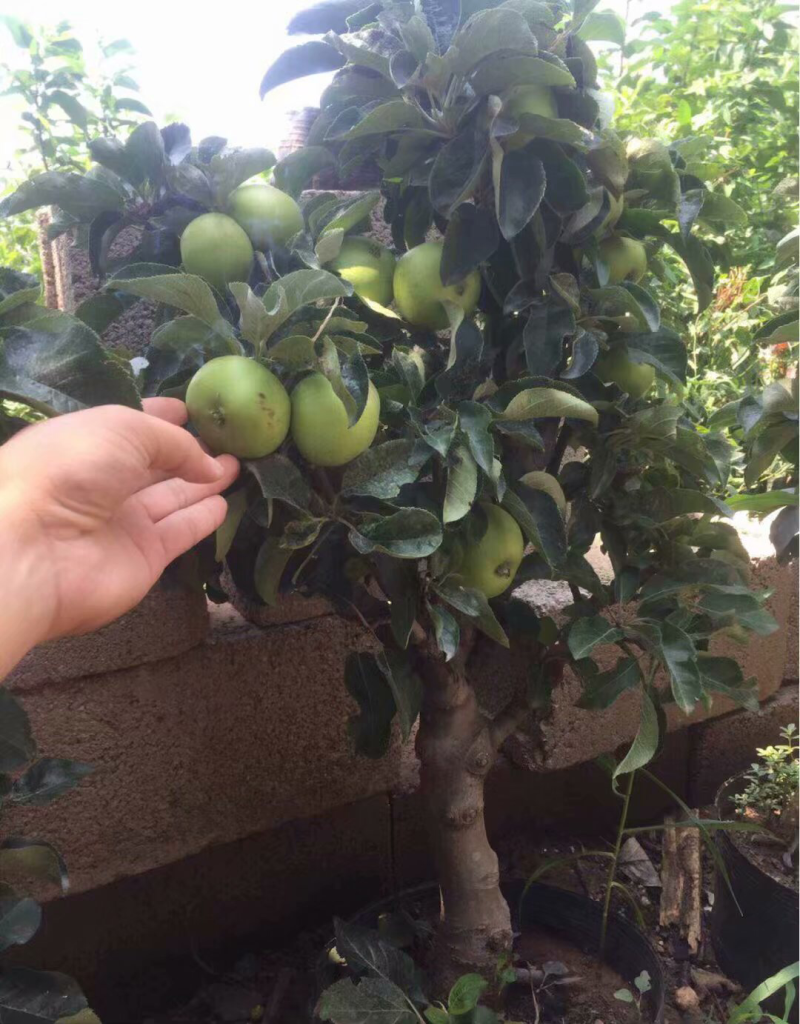 苹果树苗盆栽地栽嫁接苹果树苗红富士烟富苹果苗嫁接苹果树苗