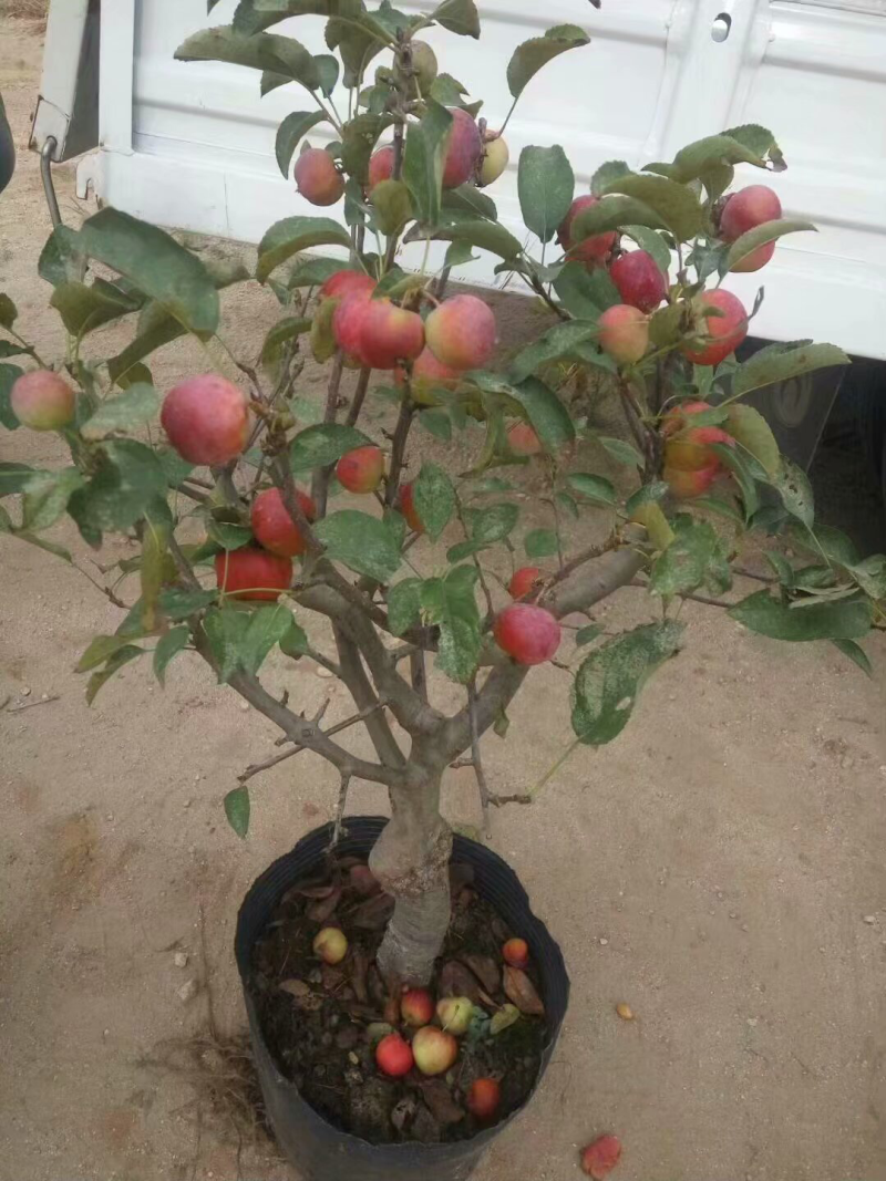 苹果树苗盆栽地栽嫁接苹果树苗红富士烟富苹果苗嫁接苹果树苗