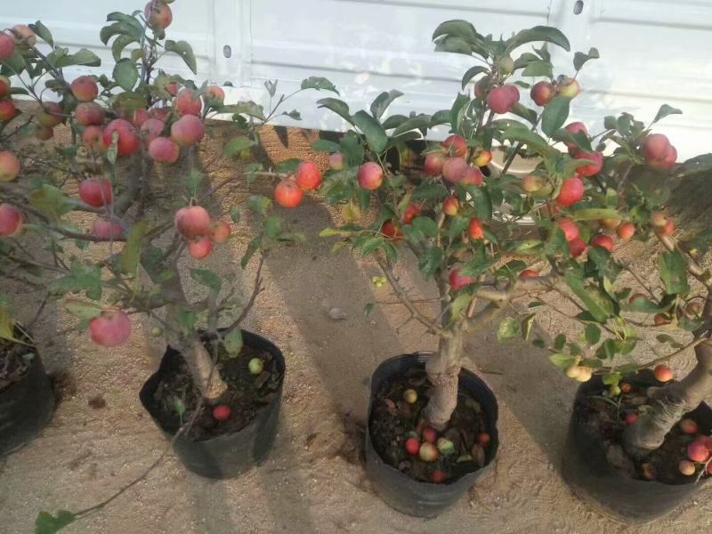 苹果树苗盆栽地栽嫁接苹果树苗红富士烟富苹果苗嫁接苹果树苗