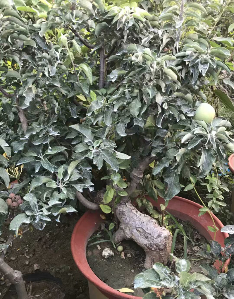苹果树苗盆栽地栽嫁接苹果树苗红富士烟富苹果苗嫁接苹果树苗