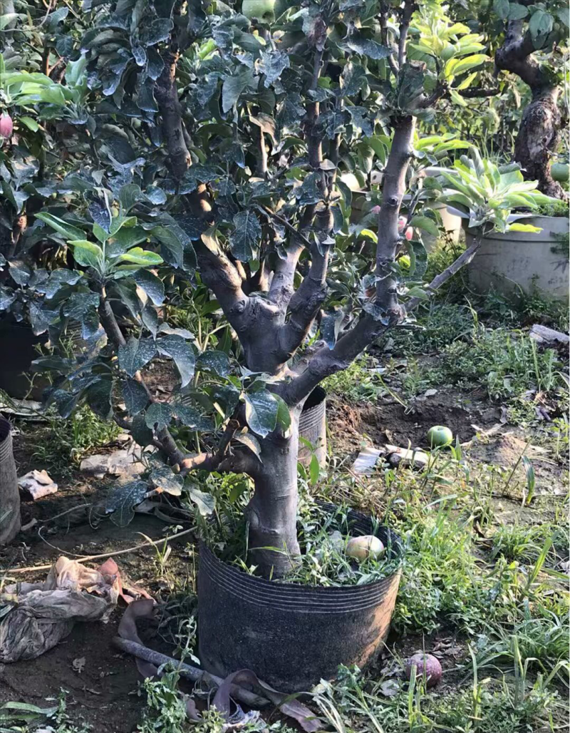 苹果树苗盆栽地栽嫁接苹果树苗红富士烟富苹果苗嫁接苹果树苗