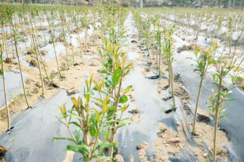 突尼斯石榴树盆栽地栽南方北方种植无籽软籽大石榴树苗当年结
