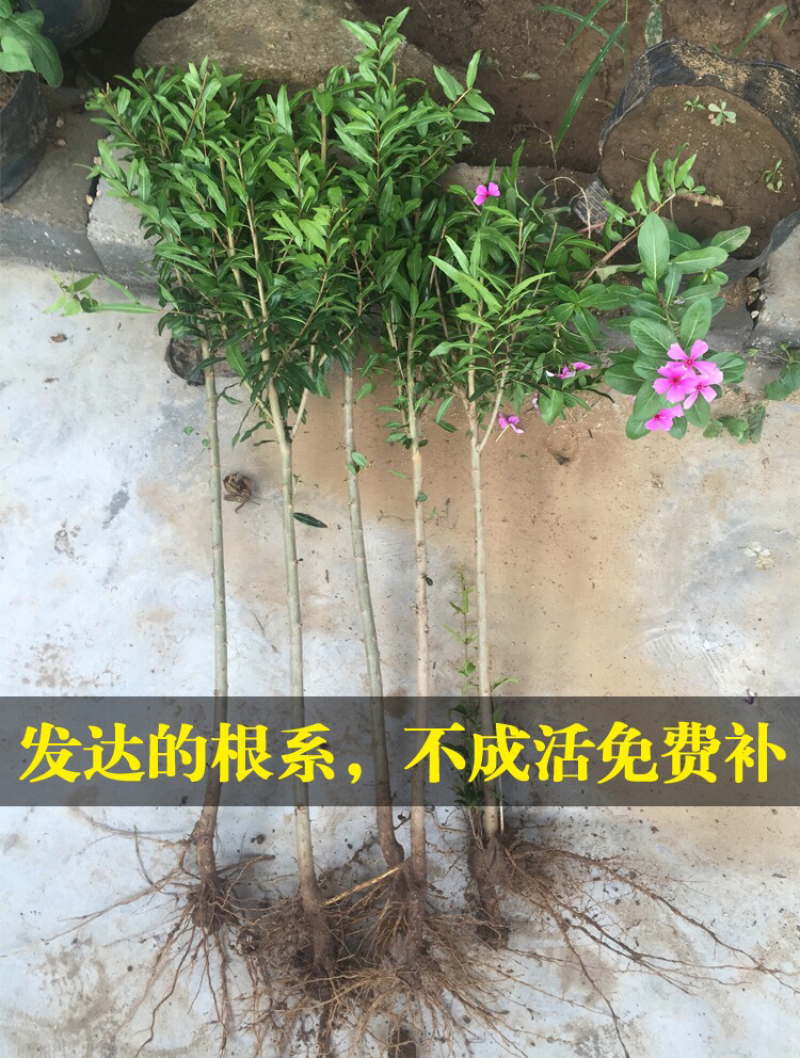 突尼斯石榴树盆栽地栽南方北方种植无籽软籽大石榴树苗当年结