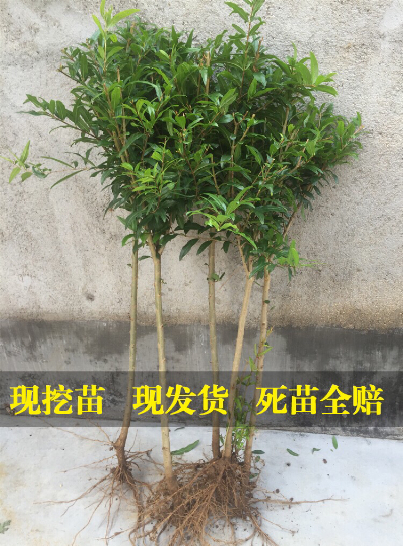 突尼斯石榴树盆栽地栽南方北方种植无籽软籽大石榴树苗当年结
