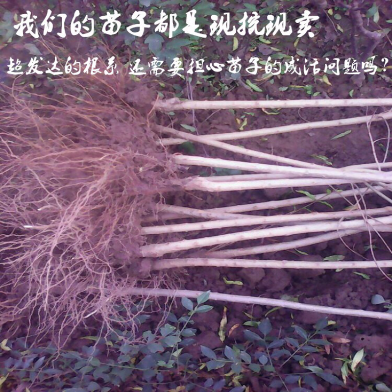 突尼斯石榴树盆栽地栽南方北方种植无籽软籽大石榴树苗当年结