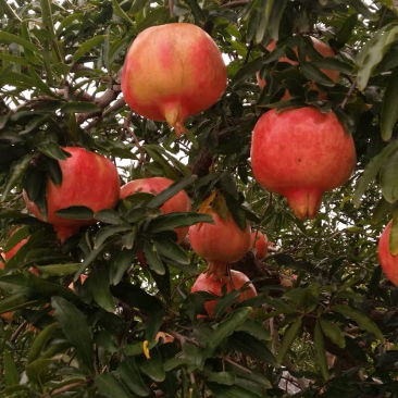 突尼斯石榴树盆栽地栽南方北方种植无籽软籽大石榴树苗当年结