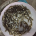 加州鲈鱼苗