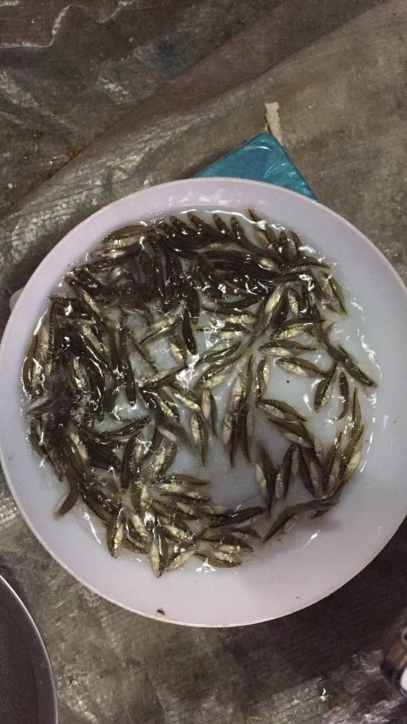 加州鲈鱼苗