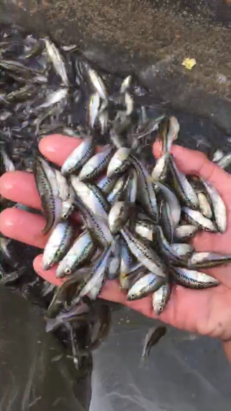 加州鲈鱼苗