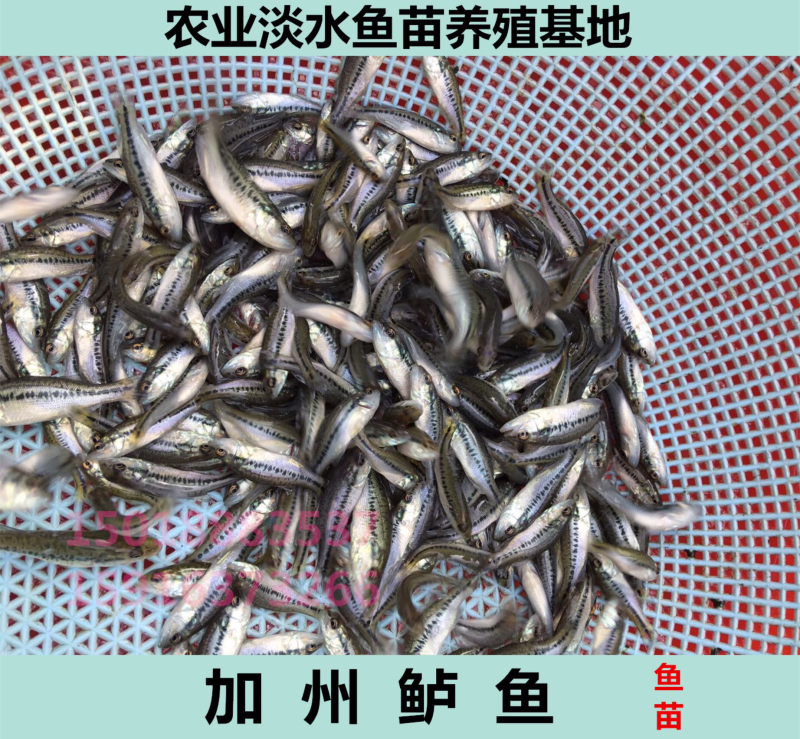 加州鲈鱼苗