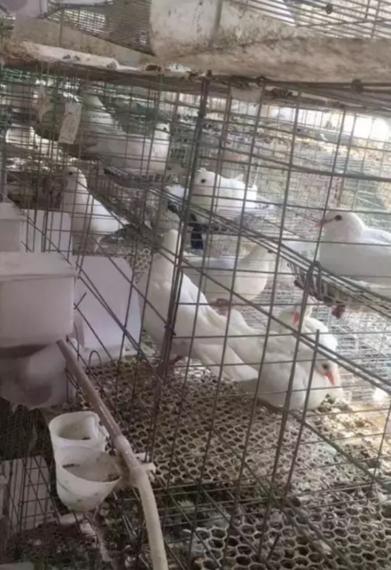 4个月的种鸽