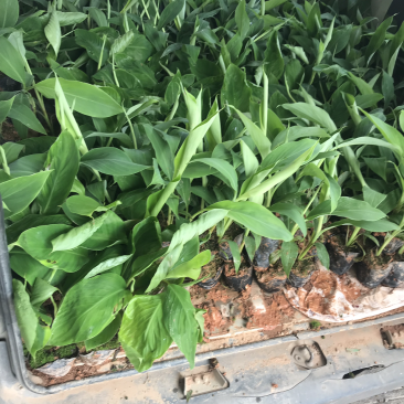 红香蕉苗红香蕉消化不良有好处