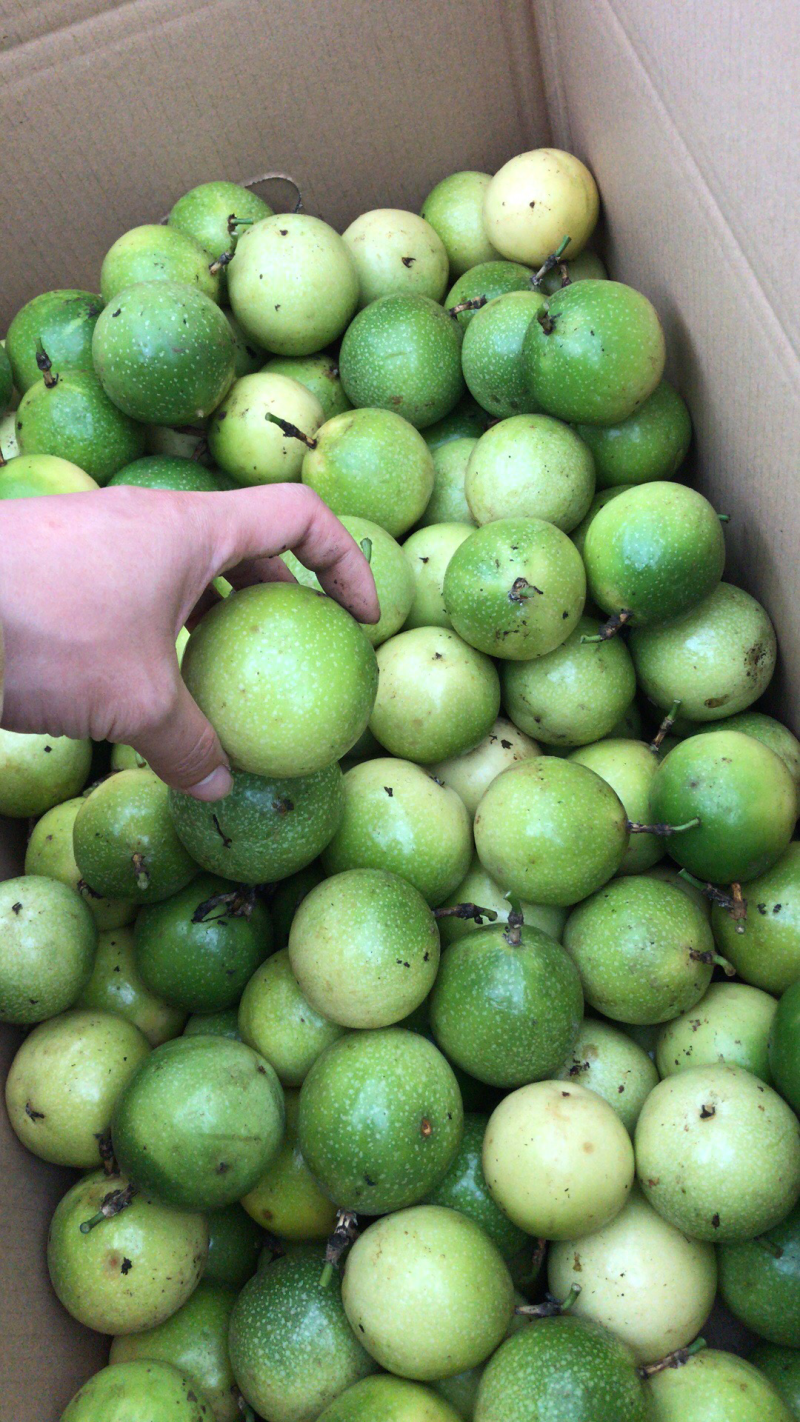 黄金百香果