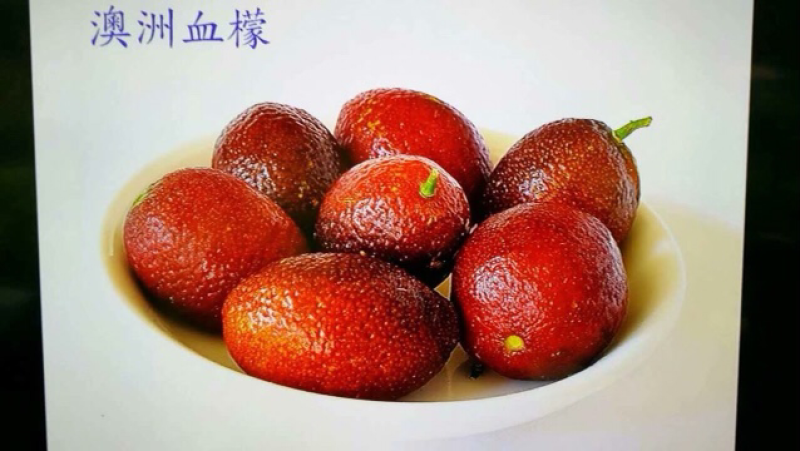 澳洲血檬