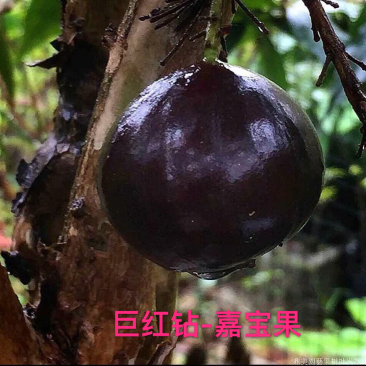 巨红钻-嘉宝果