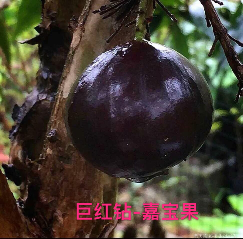 巨红钻-嘉宝果