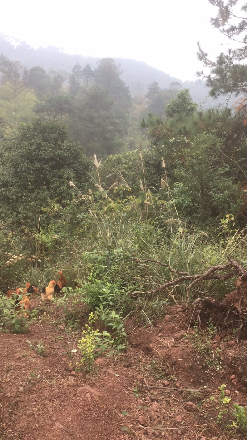 散养山地土鸡