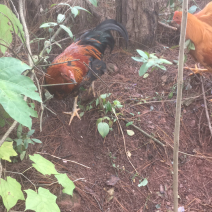 散养山地土鸡