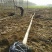 国槐10~12cm8~10cm2~3米