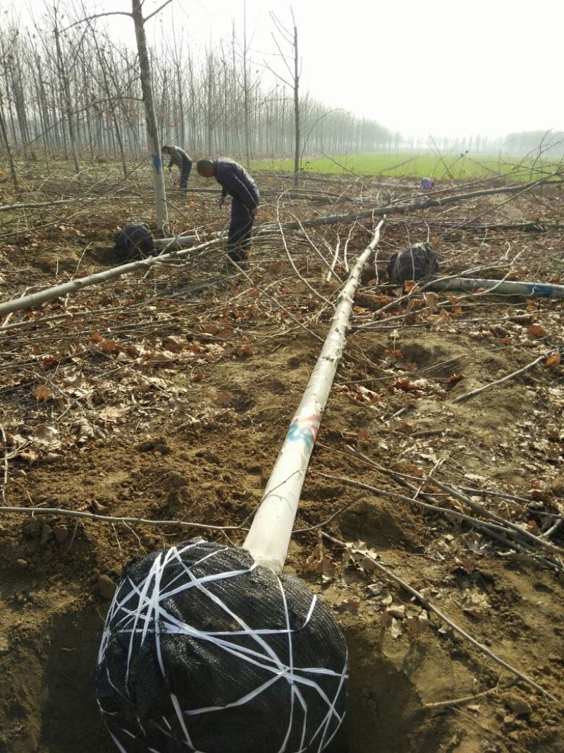 国槐10~12cm8~10cm2~3米