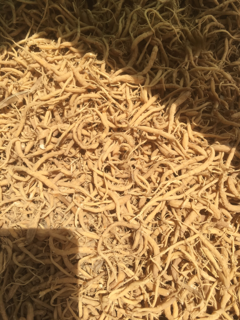 太子参