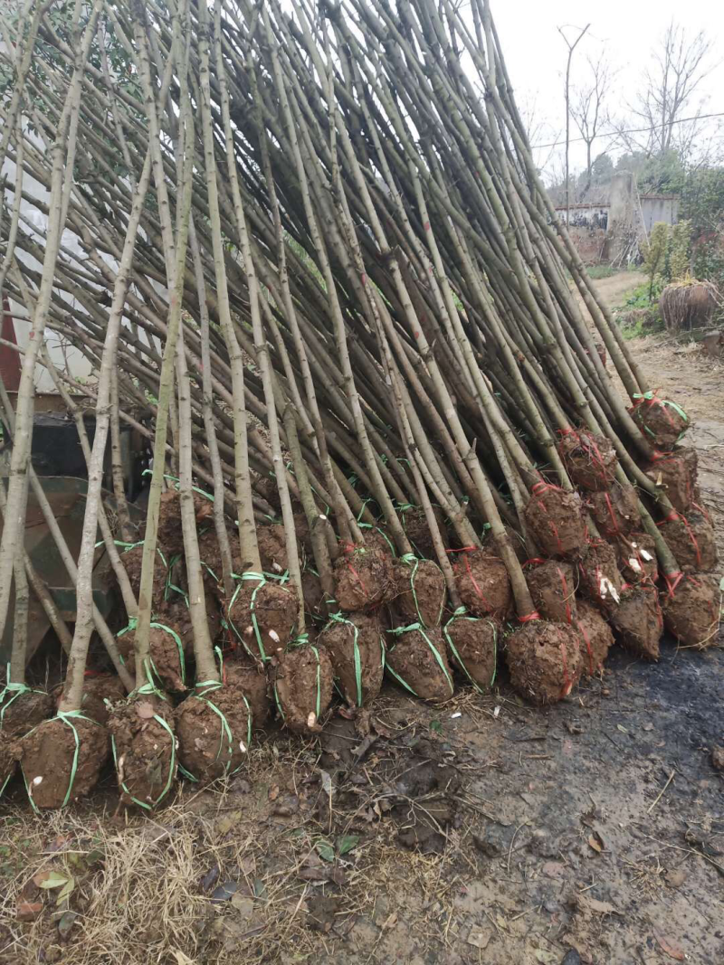 黄连木