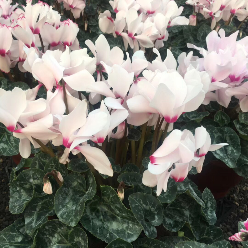 仙客来，室内观赏花，颜色全，质量好价格低