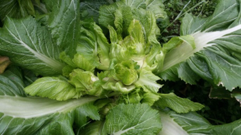 儿菜