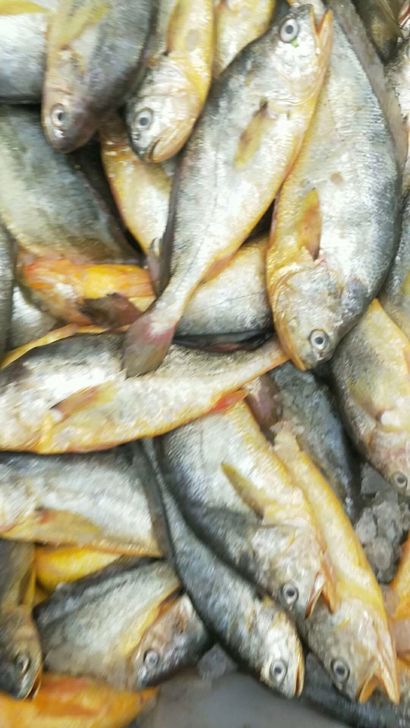 黄鱼海洋鱼新鲜大黄鱼可清蒸红烧煲汤