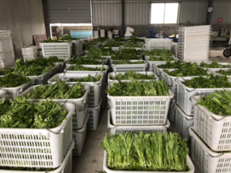 红菜苔、白菜苔，新鲜采摘，专车发货！