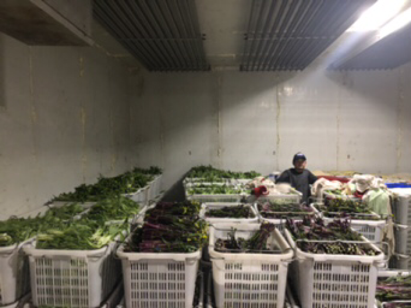 红菜苔、白菜苔，新鲜采摘，专车发货！