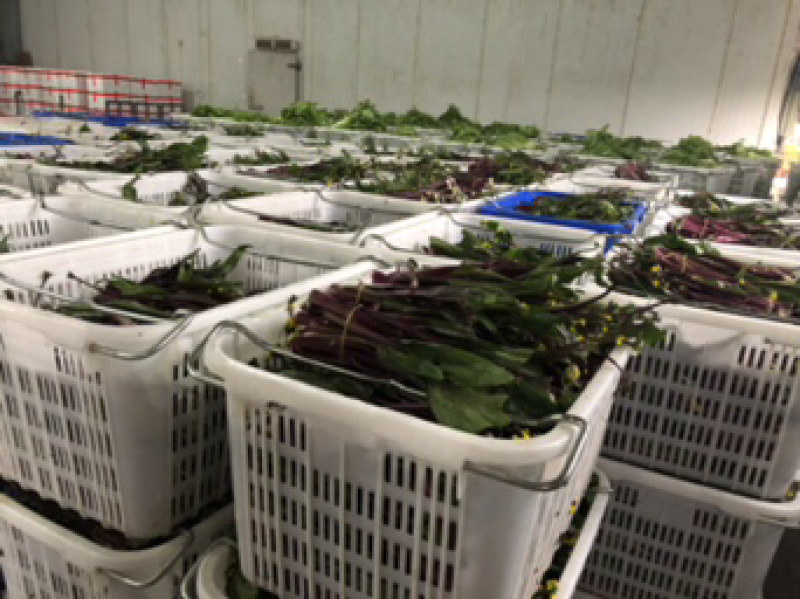 红菜苔、白菜苔，新鲜采摘，专车发货！