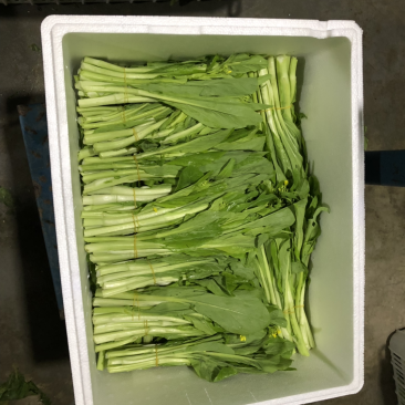 红菜苔、白菜苔，新鲜采摘，专车发货！