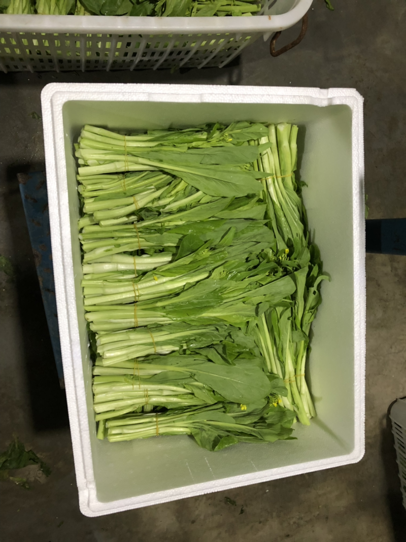 红菜苔、白菜苔，新鲜采摘，专车发货！