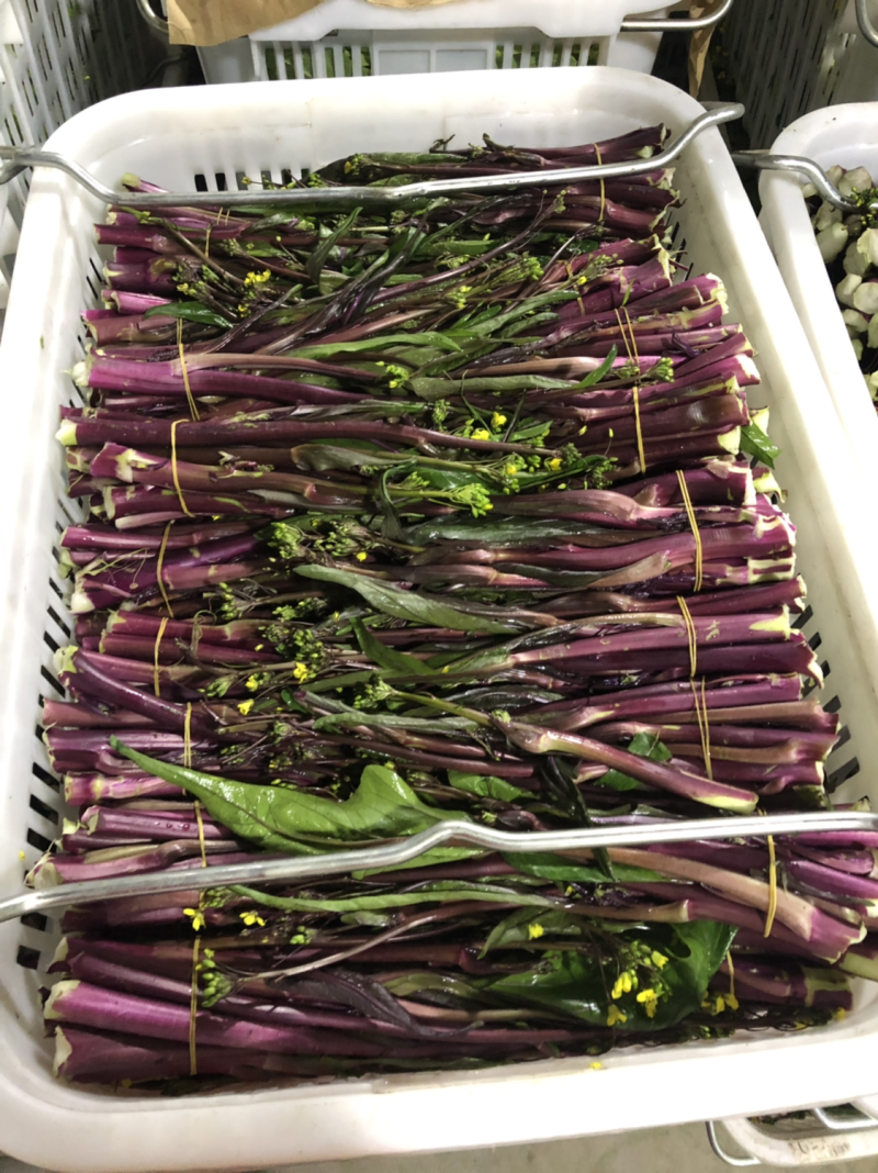 红菜苔、白菜苔，新鲜采摘，专车发货！