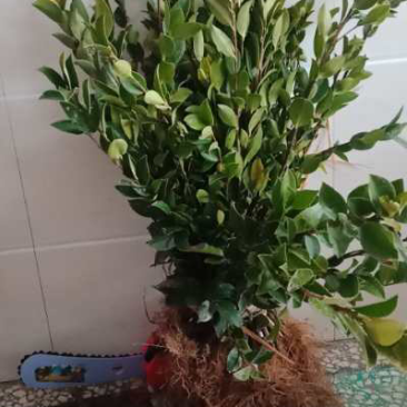 两年生良种嫁接油茶树苗，裸根苗，湘林210