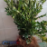 两年生良种嫁接油茶树苗，裸根苗，湘林210
