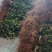 两年生良种嫁接油茶树苗，裸根苗，湘林210