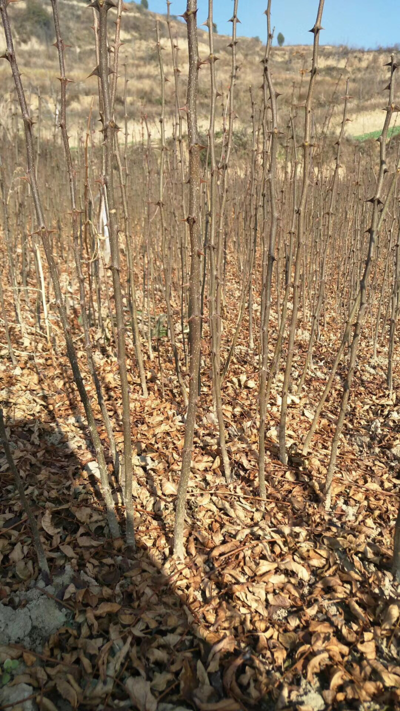 大红袍花椒苗接穗、嫁接枝条