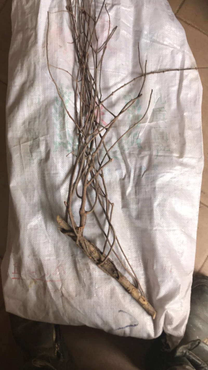 2121年，正宗桑寄生，桑树寄生茶，清绿香味十足，新货.