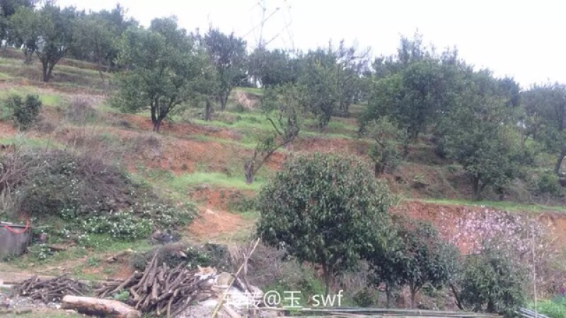 衢州过溪高山超甜芦柑柑橘几万斤便宜卖