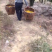 衢州过溪高山超甜芦柑柑橘几万斤便宜卖