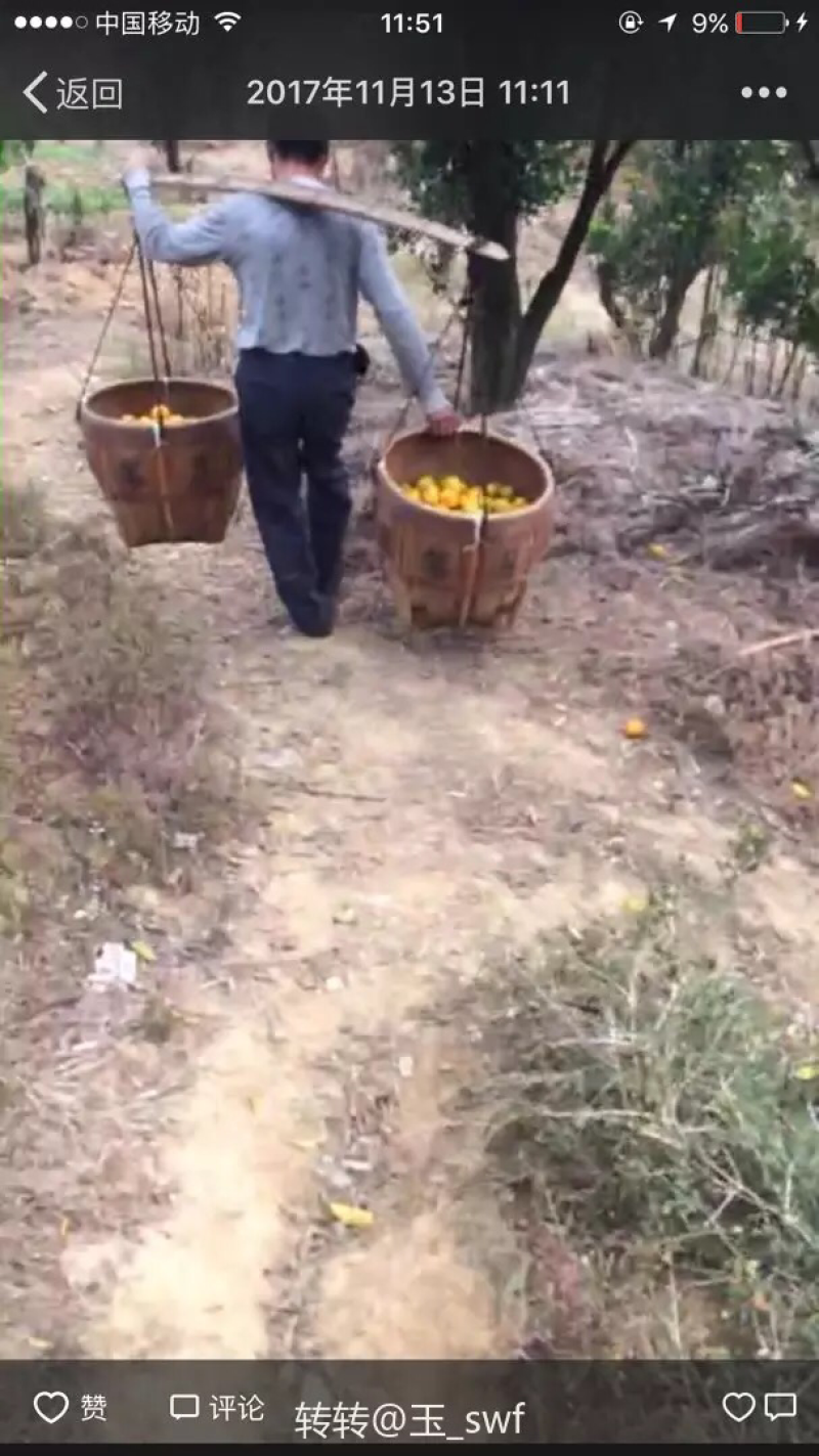 衢州过溪高山超甜芦柑柑橘几万斤便宜卖