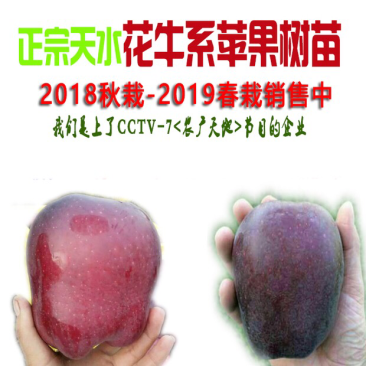 正宗甘肃天水花牛苹果树苗