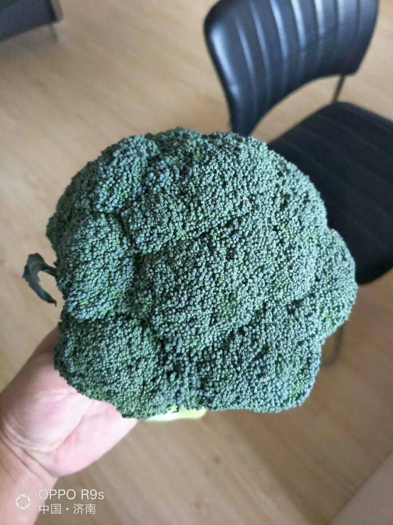 西兰花种子〈绿秀60〉