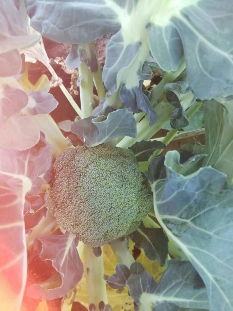 西兰花种子〈绿秀60〉