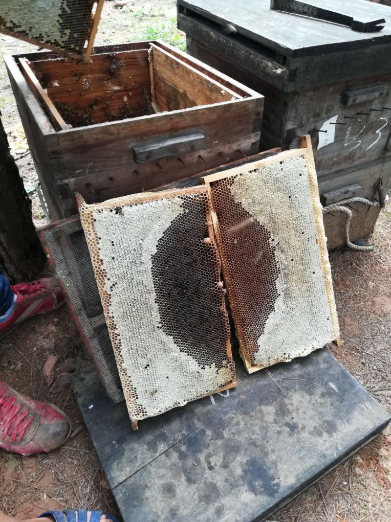 广西富川自家散养蜂蜜九腾蜂蜜2斤包邮