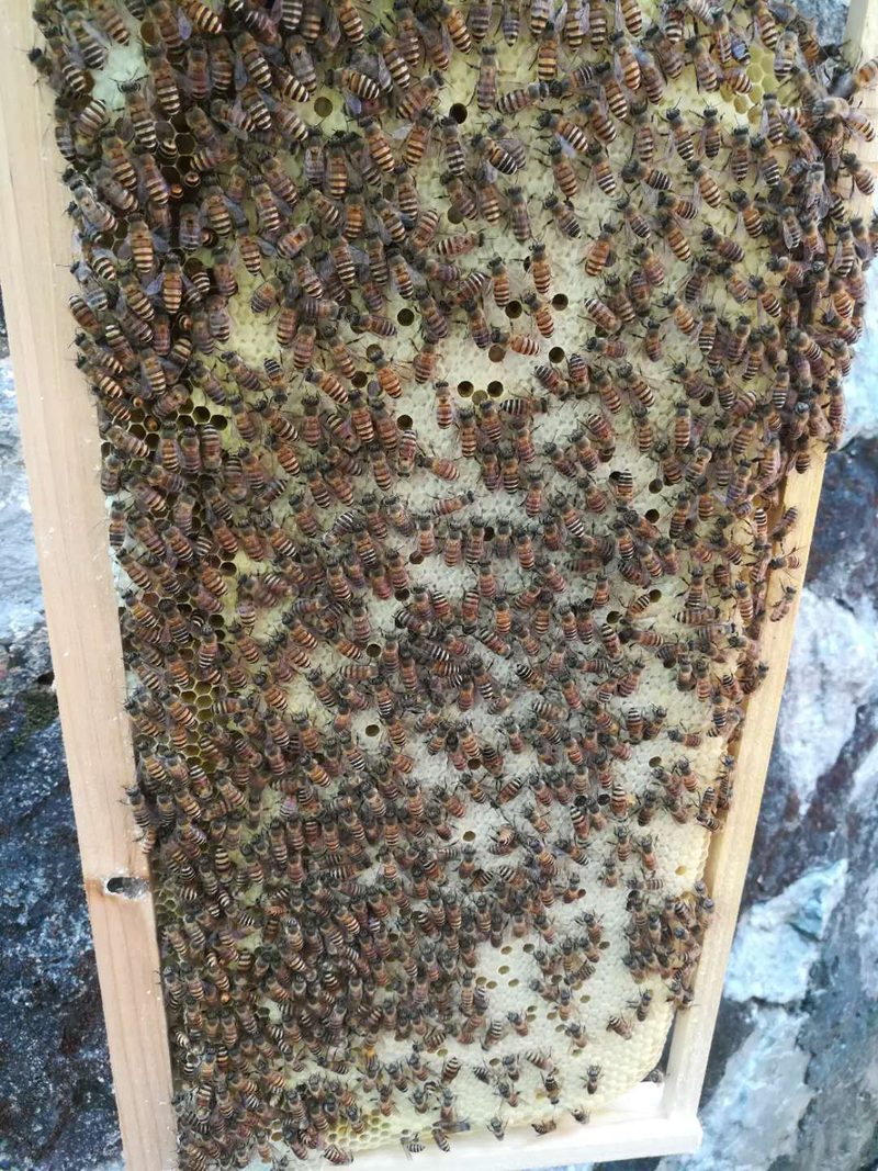 广西富川自家散养蜂蜜九腾蜂蜜2斤包邮